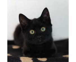 黒猫の画像２枚目！