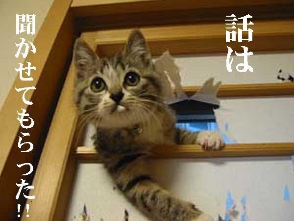 猫の画像４８枚目！
