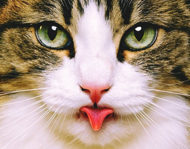 猫のきれいな画像を貼るよーの画像２９０枚目！