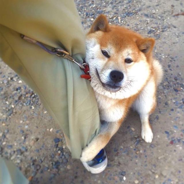 駄犬の画像１枚目！