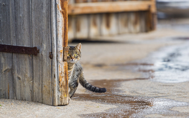 猫のきれいな画像を貼るよーの画像４２６枚目！