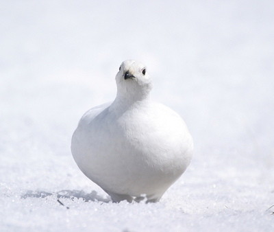 冬の鳥スレ<br />この季節に一度は見る鳥<br />スレ画はハクセキレイの画像１３枚目！