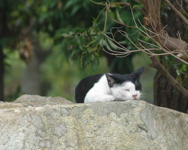 猫のきれいな画像を貼るよーの画像９９８枚目！