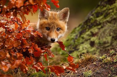 狐の画像が自然に集まるスレの画像_201411240114_63