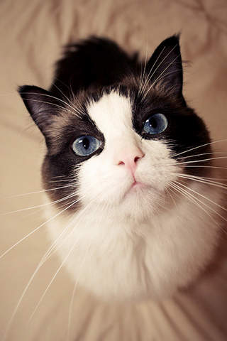 猫のきれいな画像を貼るよーの画像２０８枚目！