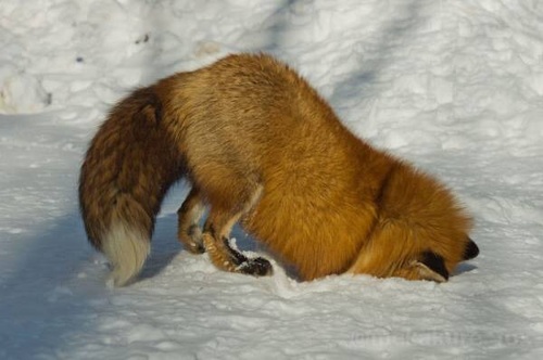 狐の画像が自然に集まるスレの画像_201411240114_26