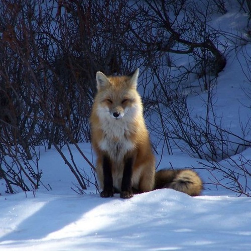 狐の画像が自然に集まるスレの画像_201411240114_32
