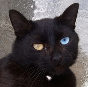 黒猫の最大の魅力の画像３８枚目！
