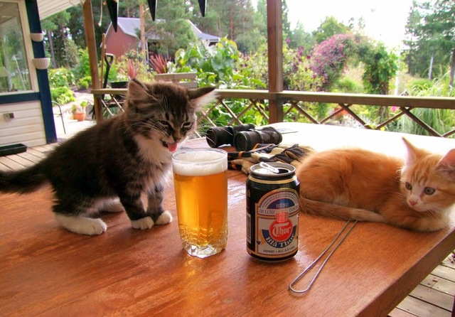 猫画像の時間だァの画像１００枚目！