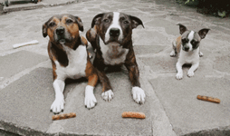 駄犬の画像４１枚目！
