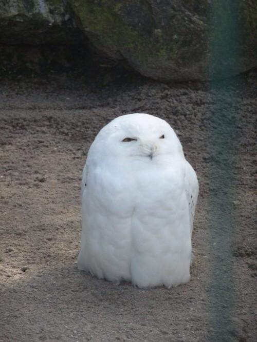 ふくろうスレの画像１枚目！