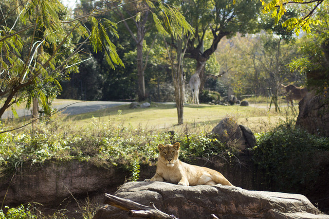 天王寺動物園で撮った写真を放出の画像１３１枚目！