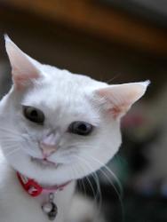 猫の画像４４枚目！