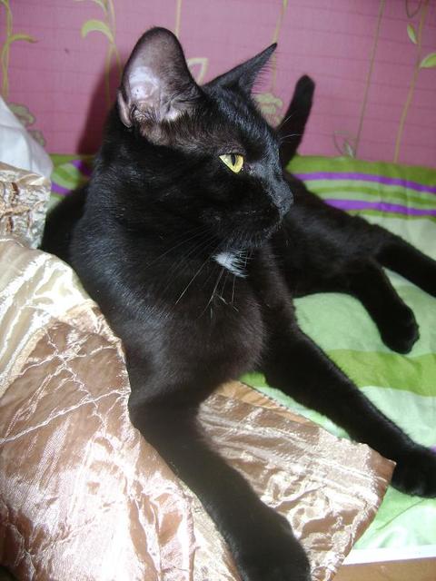 黒猫の画像１７枚目！