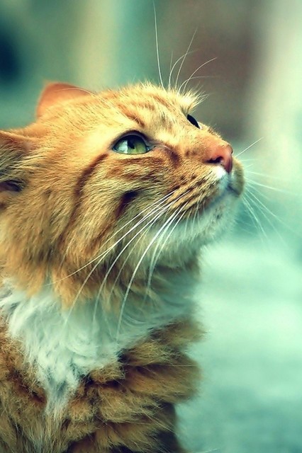 猫のきれいな画像を貼るよーの画像１８８枚目！