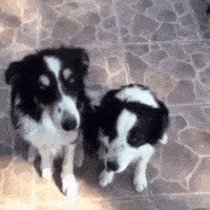 駄犬の画像１１枚目！