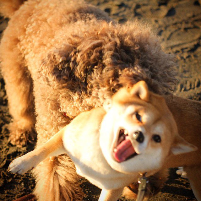 駄犬「ごすずん！さくらがさきはじめた」の画像１７枚目！