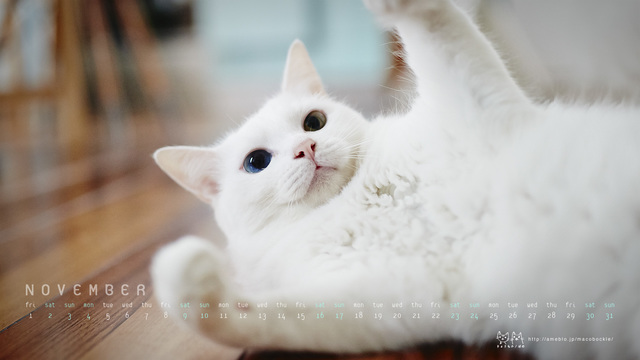 猫のきれいな画像を貼るよーの画像２１９枚目！
