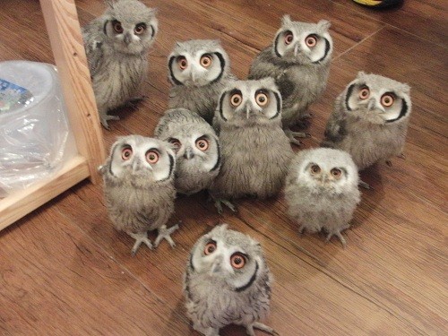 フクロウ欲しいの画像９枚目！