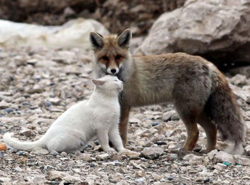 狐の画像が自然に集まるスレの画像_201411240114_15