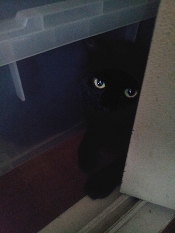 黒猫の最大の魅力の画像１１枚目！