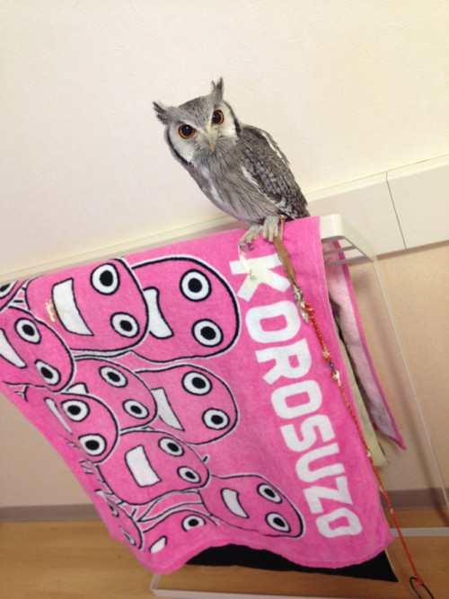 え？フクロウって飼えるのの画像_201309080525_4