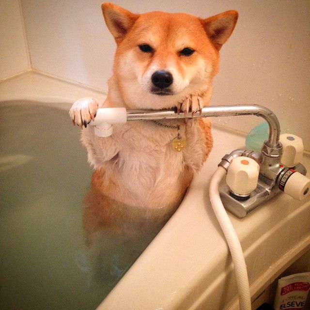 駄犬「ごすずん！さくらがさきはじめた」の画像８枚目！
