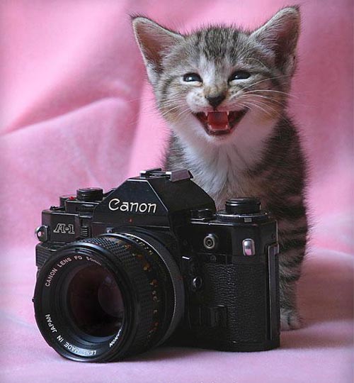 猫のきれいな画像を貼るよーの画像３２７枚目！