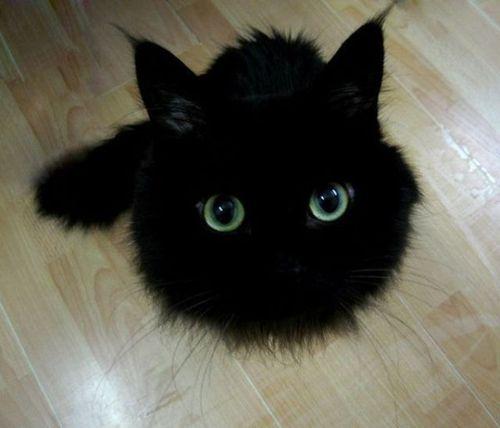 黒猫の最大の魅力の画像２枚目！