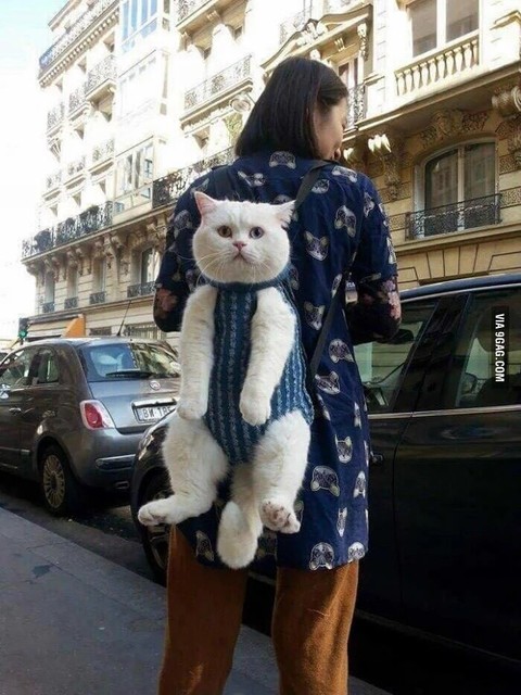 猫の画像４枚目！