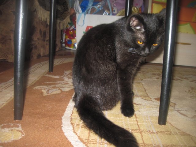 黒猫の画像１２枚目！