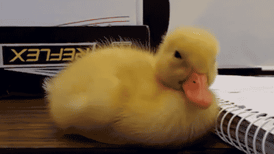 ひよこの画像２枚目！