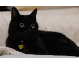 黒猫の画像１枚目！