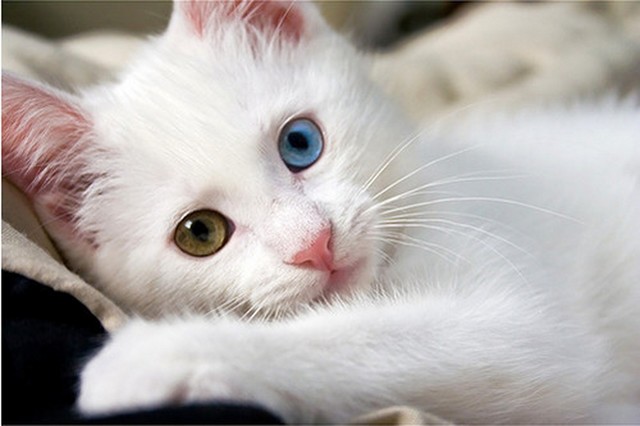猫のきれいな画像を貼るよーの画像１６５枚目！