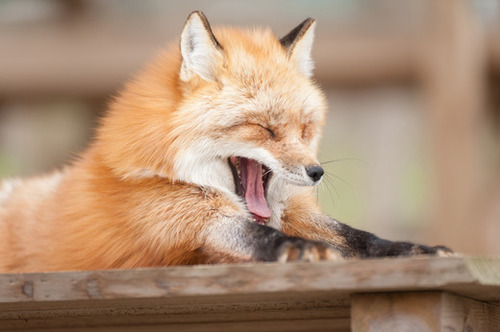 狐の画像が自然に集まるスレの画像_201411240114_12