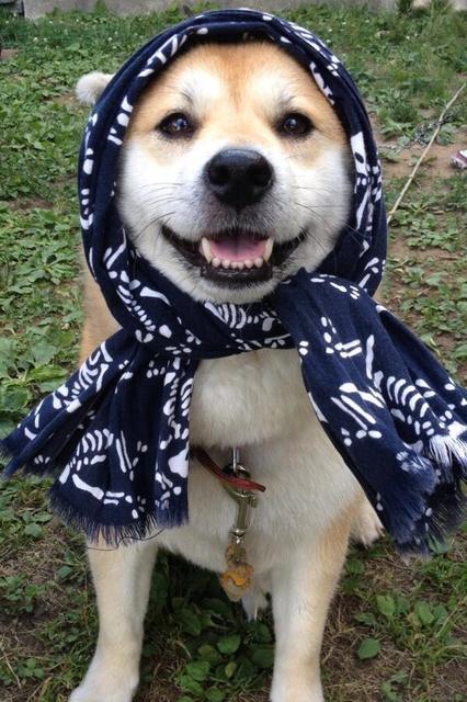 駄犬「ごすずん！さくらがさきはじめた」の画像１枚目！