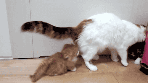 駄猫「ｽﾝｽﾝ…」の画像２３枚目！