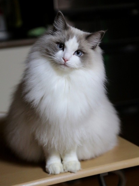 猫の画像４１枚目！