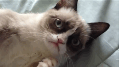 猫の画像２枚目！