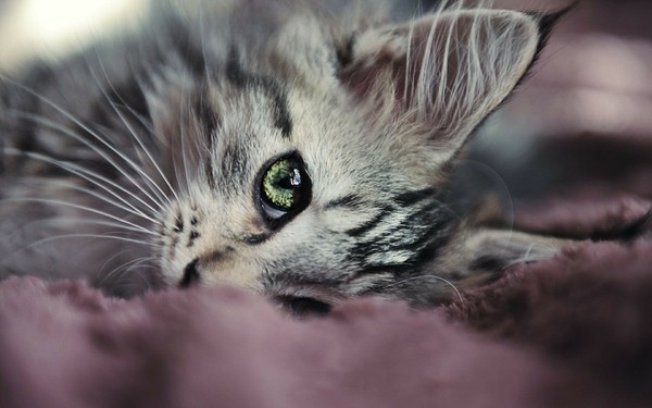 猫のきれいな画像を貼るよーの画像９７８枚目！