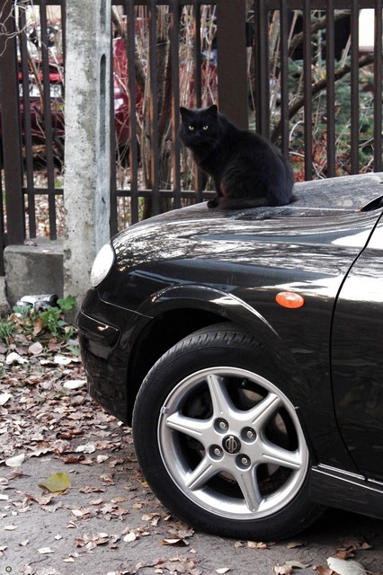 黒猫の画像４２枚目！