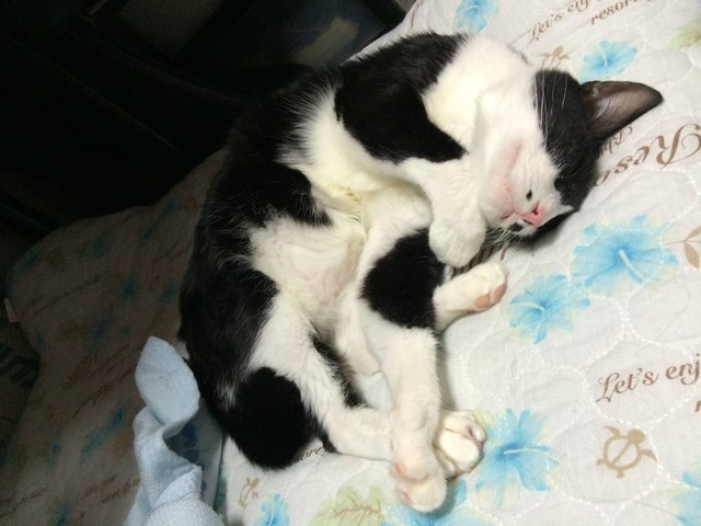 うちのネコの寝顔かわいすぎの画像１７１枚目！