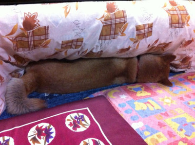 駄犬の画像６２枚目！