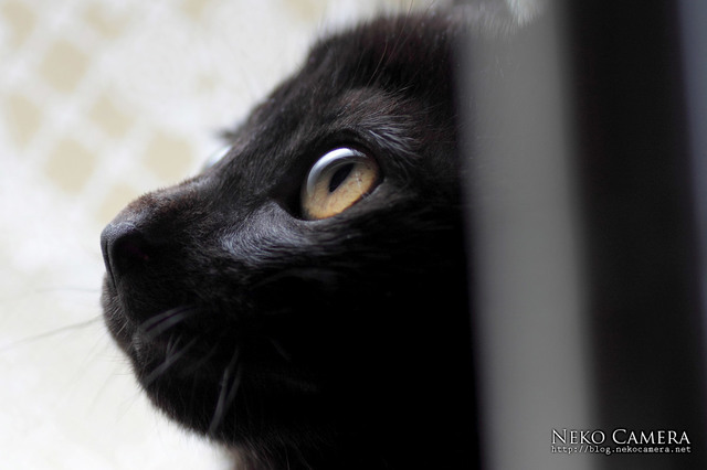 黒猫の最大の魅力の画像１２枚目！