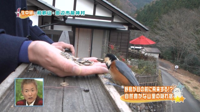 冬の鳥スレ<br />この季節に一度は見る鳥<br />スレ画はハクセキレイの画像２７枚目！