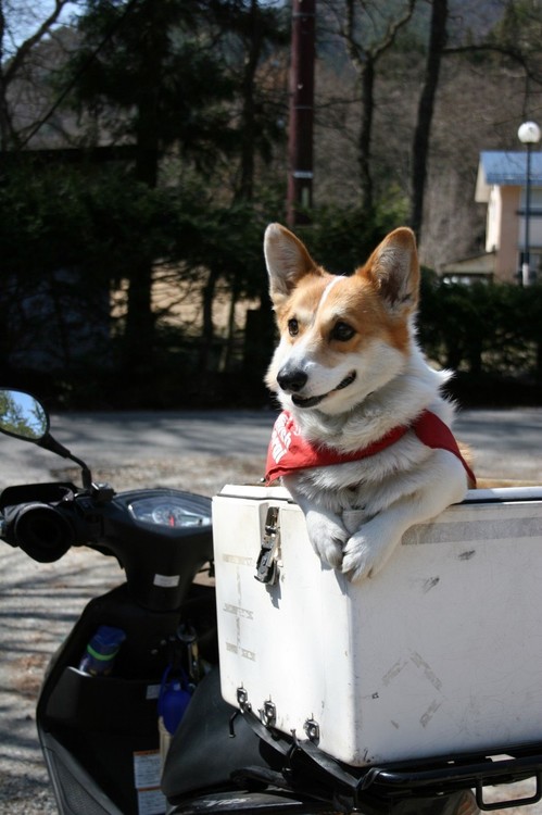 犬スレ：スクートで小熊山散策に行くぜ_201404182236_6