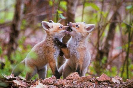 狐の画像が自然に集まるスレの画像_201411240114_24