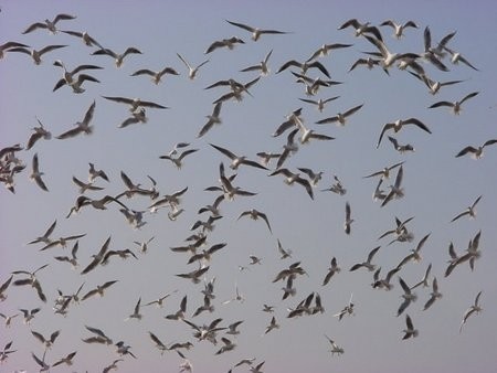 冬の鳥スレ<br />この季節に一度は見る鳥<br />スレ画はハクセキレイの画像９枚目！