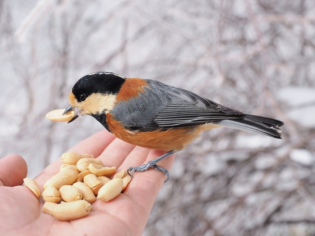 冬の鳥スレ<br />この季節に一度は見る鳥<br />スレ画はハクセキレイの画像２５枚目！