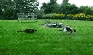 猫の画像４０枚目！